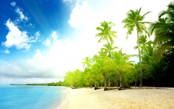 Green-Palm-Trees-on-the-Beach-600x375